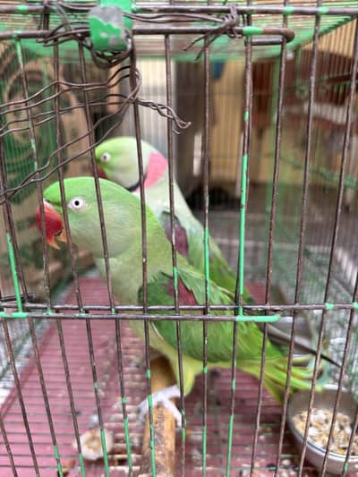 Pure raw parrot