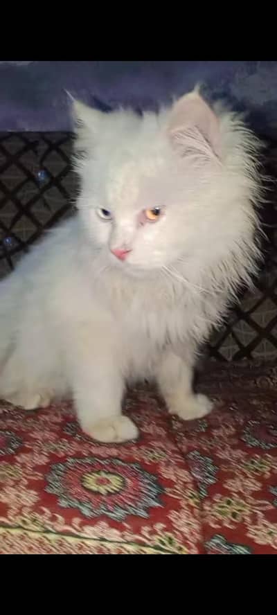 Cat Male different Eyes Color