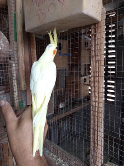 Tame beauty tame  cocktail.    (tame female)