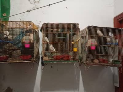 Fawn Java breeder pairs