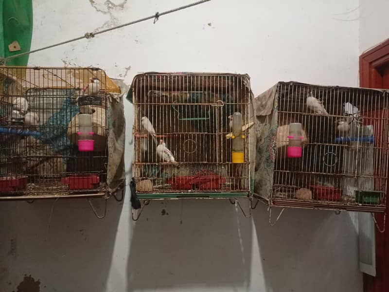 Fawn Java breeder pairs 0