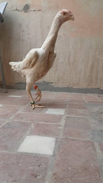 Jerman o Shamo Breeder Hen
