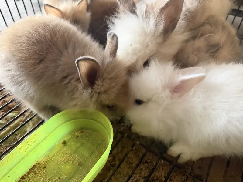 Lion head dwarf bunnies