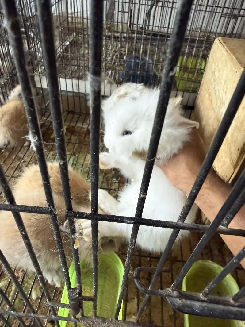 Lion head dwarf bunnies — photo 2