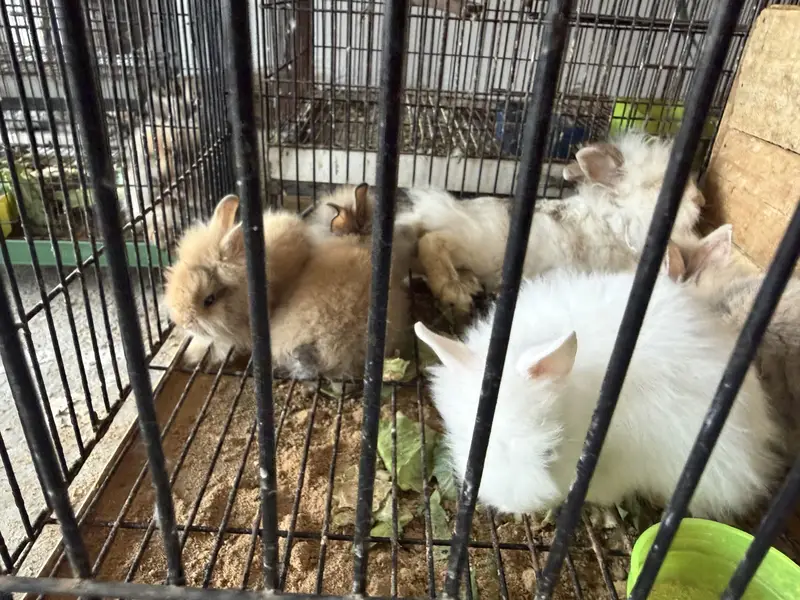 Lion head dwarf bunnies — photo 3