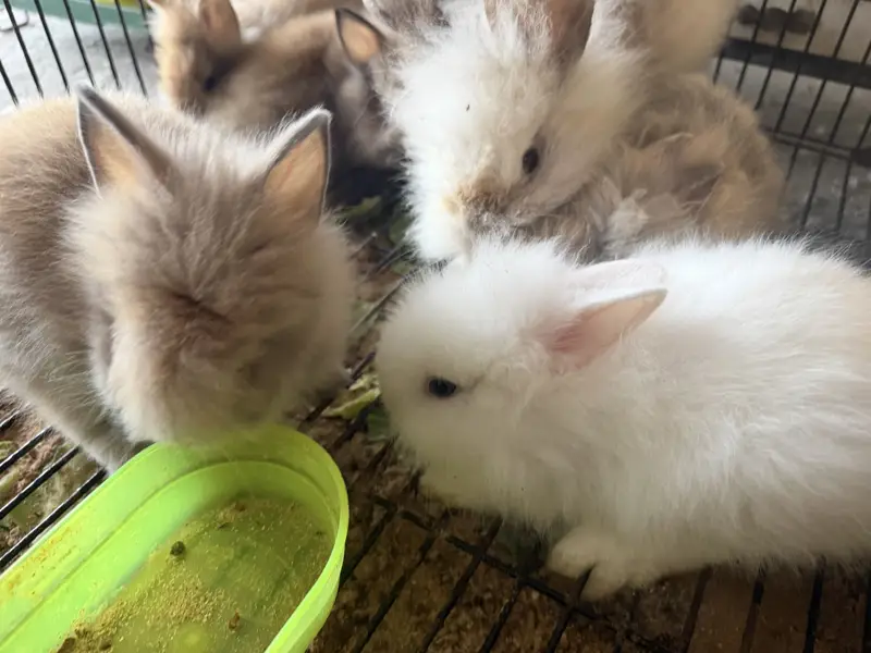 Lion head dwarf bunnies — photo 4