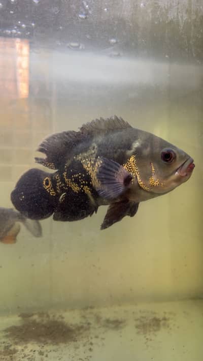 Oscar , Koi , guppy , paco , albino cat fish , beta fish