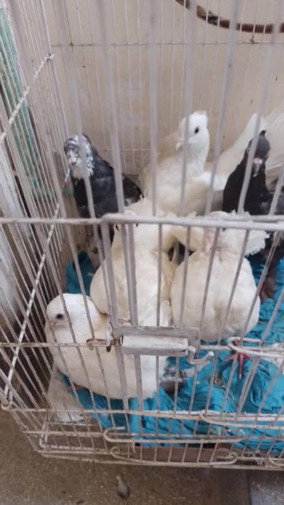 fantail pegions luky