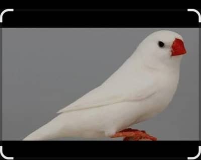snow white finches breeder pair for sale