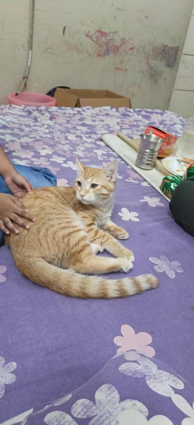 persian Kittens