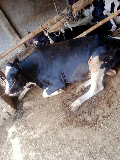 Holstein fresien breeder bull for sale
