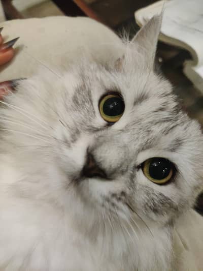 Persian cat for sale