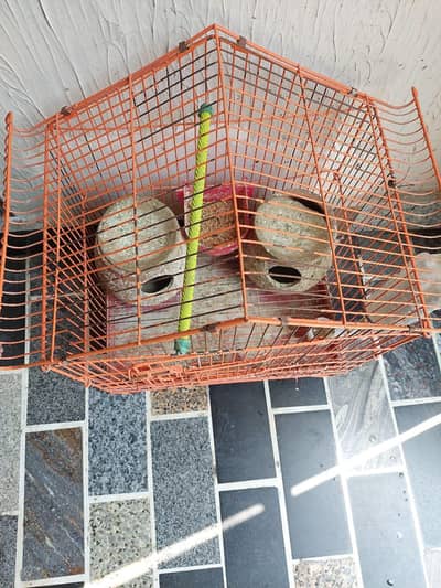 Birds Parrots Cage 10/10