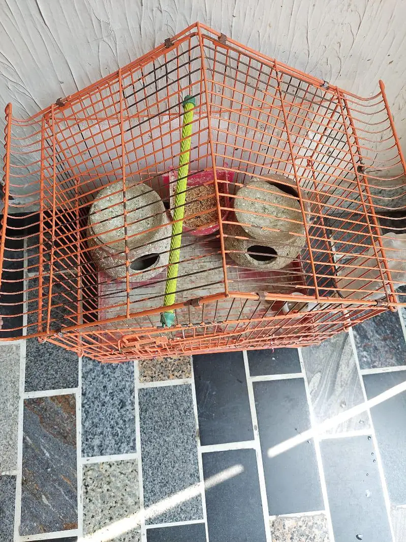 Birds Parrots Cage 10/10