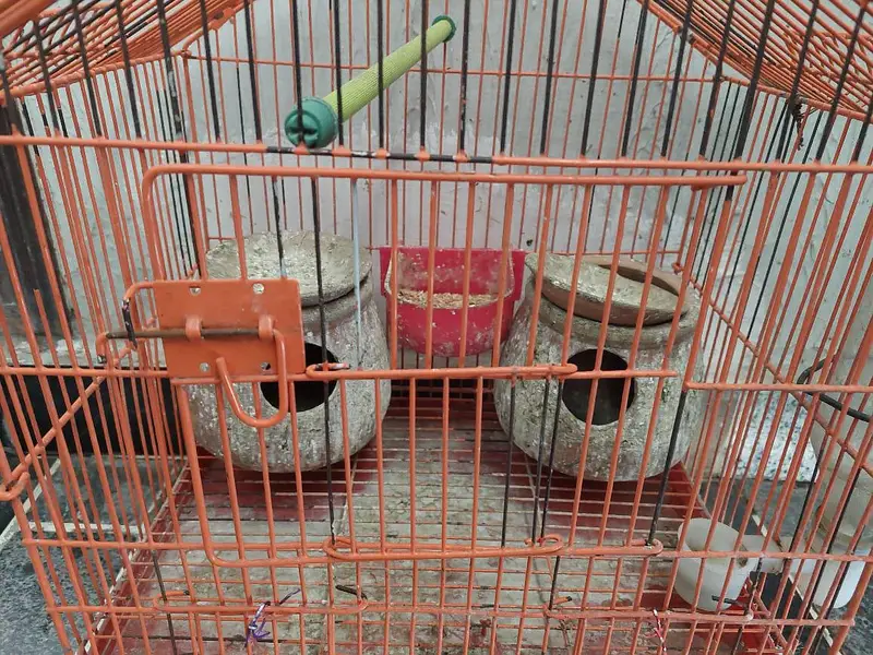 Birds Parrots Cage 10/10 — photo 2