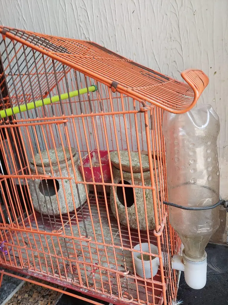 Birds Parrots Cage 10/10 — photo 3