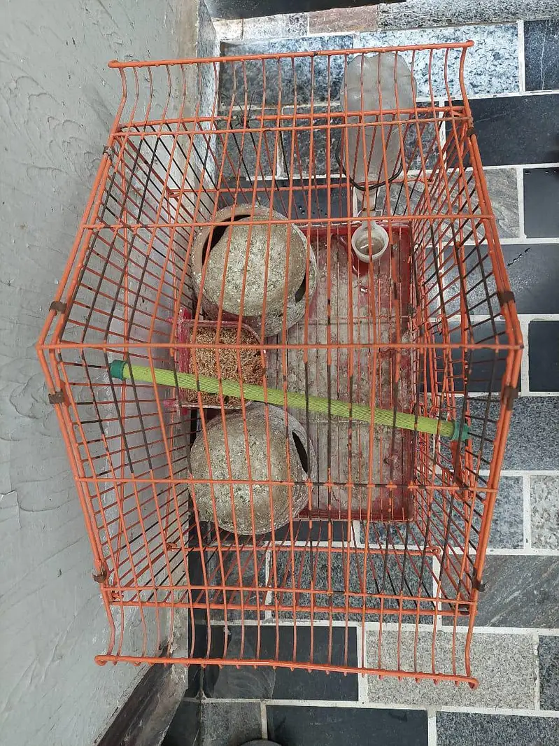 Birds Parrots Cage 10/10 — photo 4