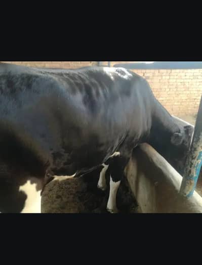 heifer and cow ,03208300546