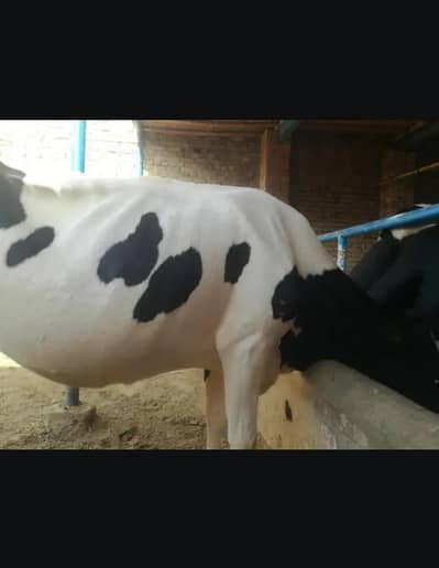 Holstein fresion cow's  03208300546