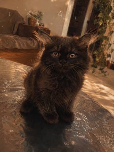 Double coated Persian kittens for sale