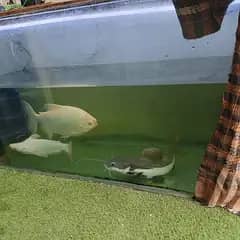 aquarium and fish