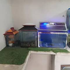 aquarium and fish
