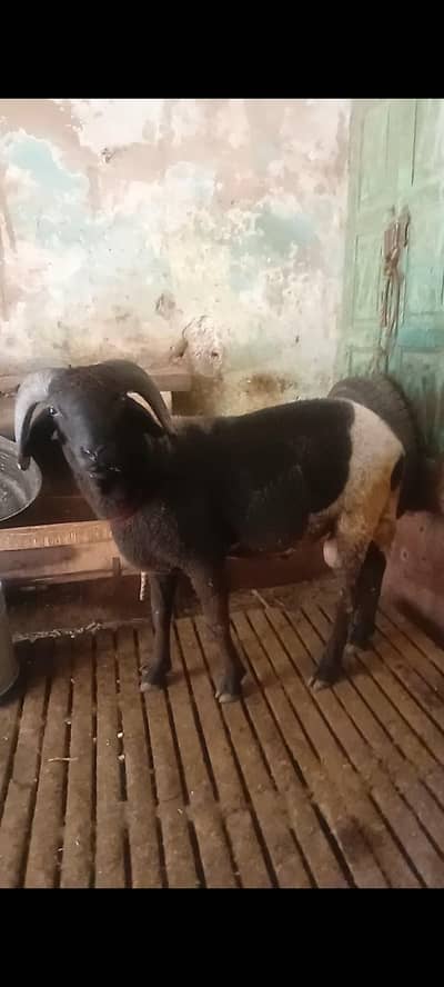rampuri sheep