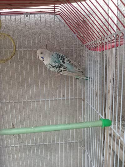 budgies