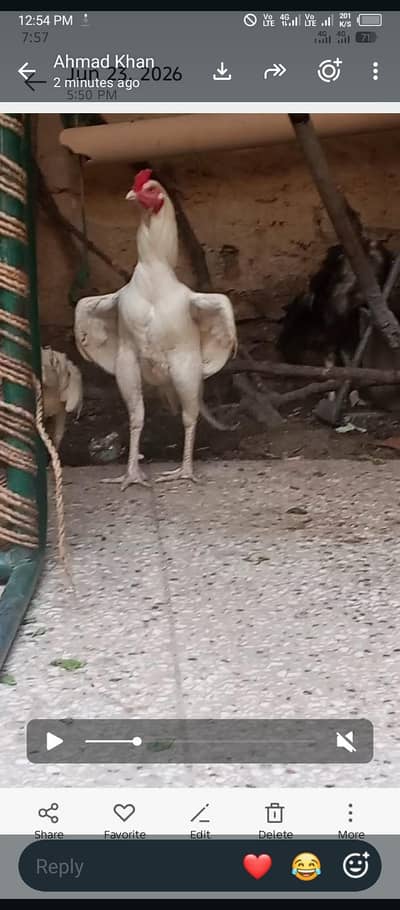 Asslam o alyekum Aseel paper white murga for sale