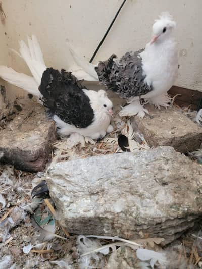 Frill back pigeons breeder pair