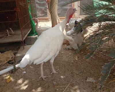 Turkey Male and  Fertile eggs and chicks available