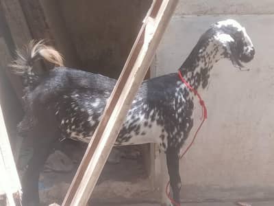 guban bakri or male bakery ka baccha