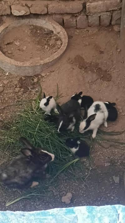 Rabbit Pair and it's kids