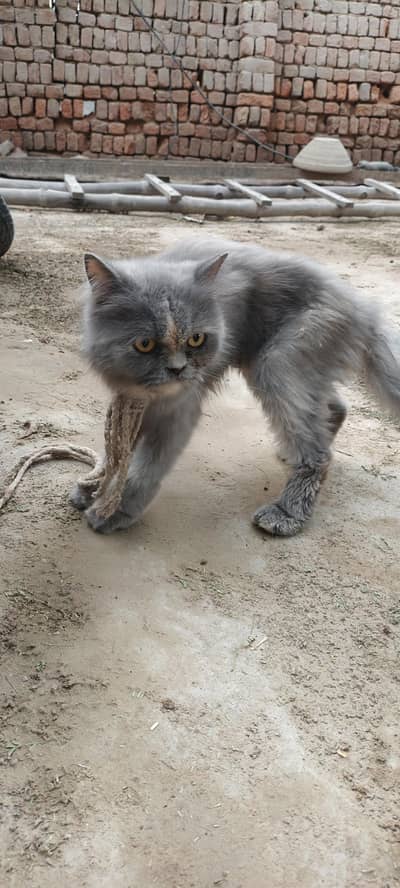 long hiar persian mux