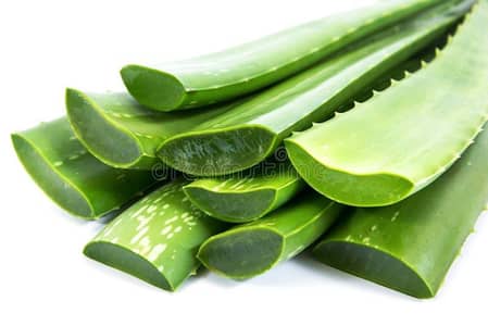 Fresh Aloe Vera Leafs Pack Of 3