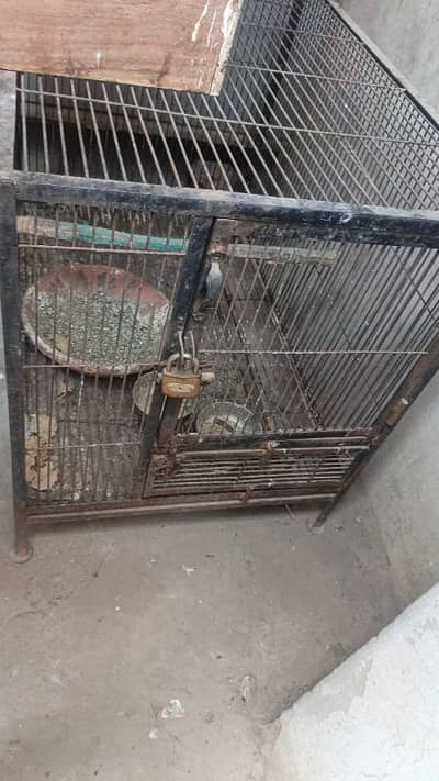 raw parrot breeder cage with box