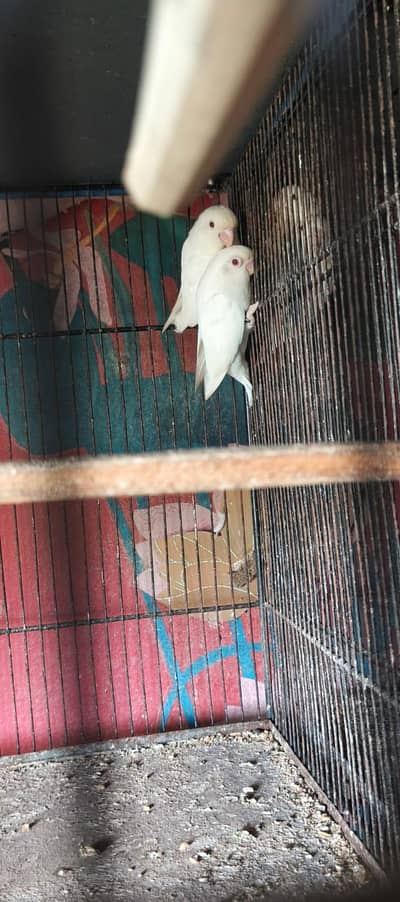 40 Healthy Lovebirds  for Sale