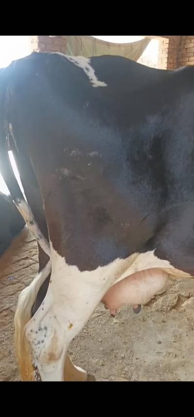 pregnant about 8.5 months cow for sale in mianwali
