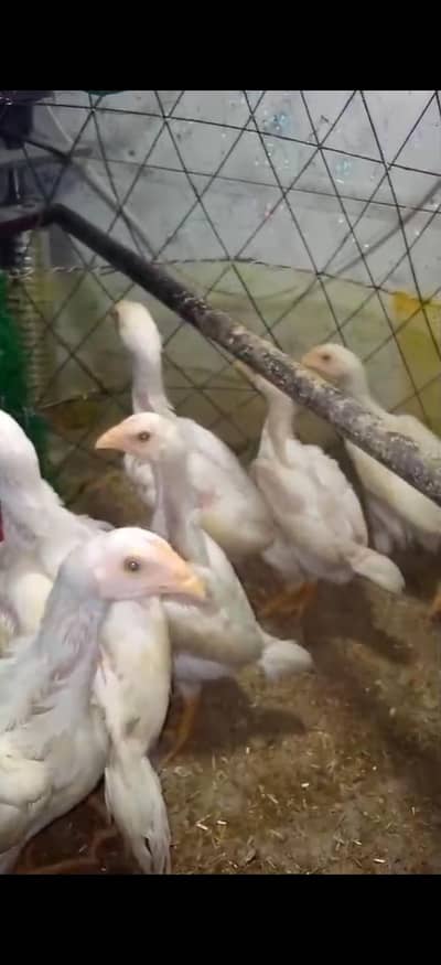 shamo pure king size chiks pypar white