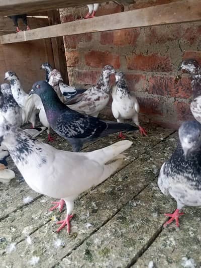 Fance, Patti vale, Greebaaz Mix Pigeons