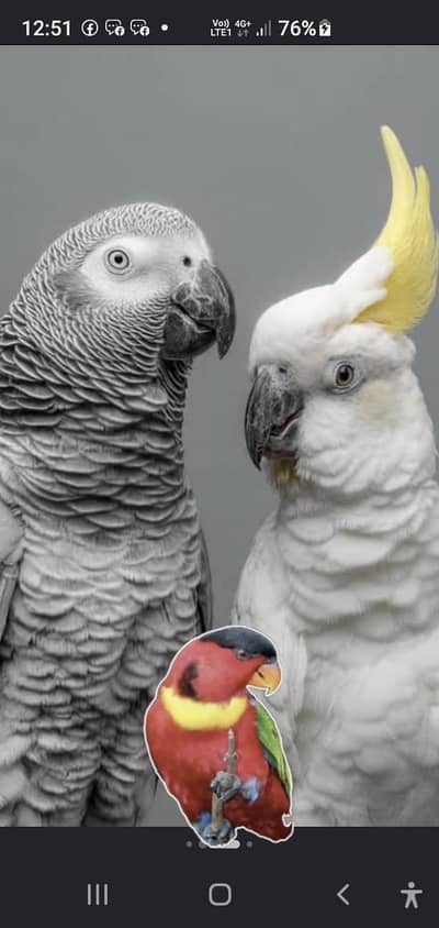 Cockatoo . african gray parrot. yellow ringnik .  Yellow Bip Lori