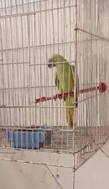 bolny waly green parrots chick hand tame