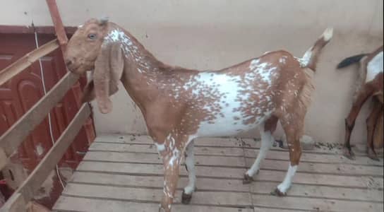 Full Size beetal Makhi Cheeni Goat
