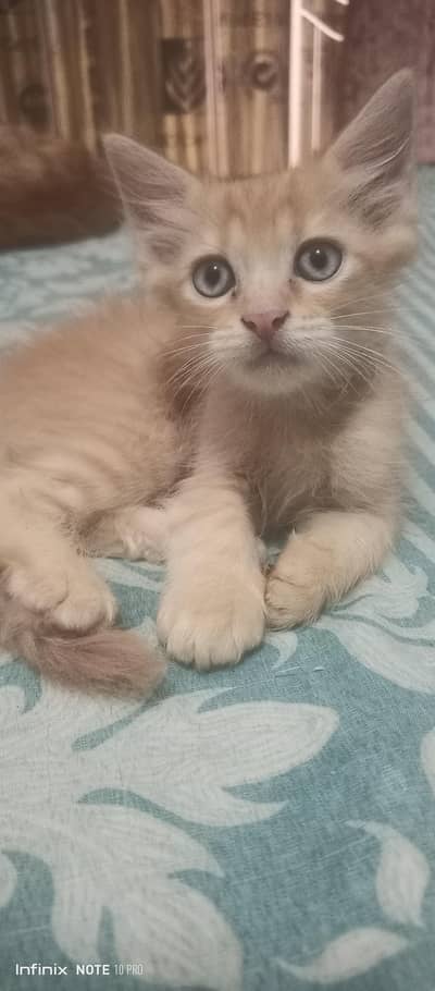 selling double coated kittens in very reasonable price