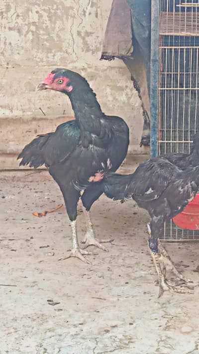 aseel murgi for sale