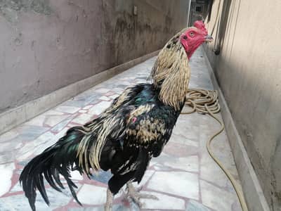 aseel murga
