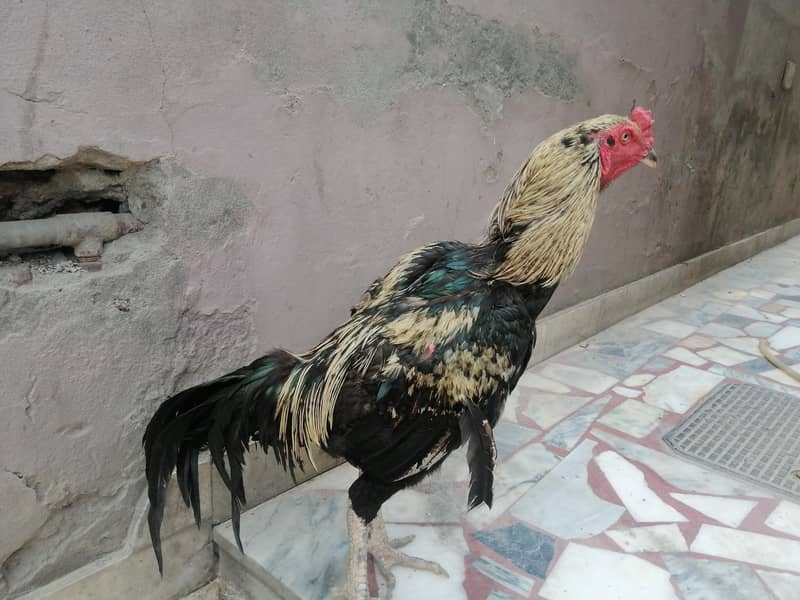 aseel murga 1