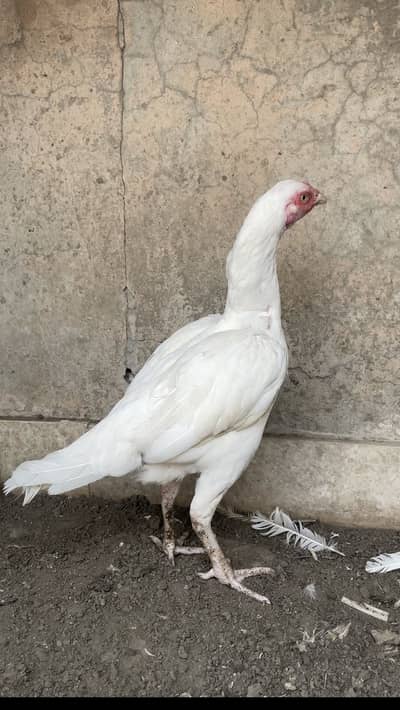 Heera Aseel Female | Madi | Paper White | Breeder