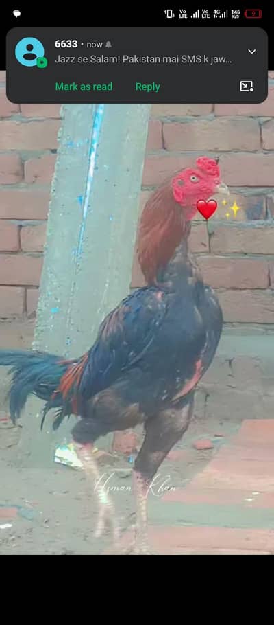 aseeel hens