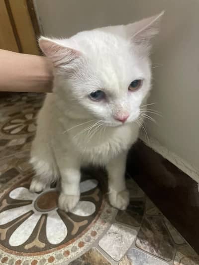 2 cates female